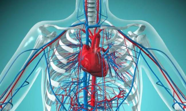 Як оцінити свій ризик серцево-судинних захворювань – пояснює МОЗ фото