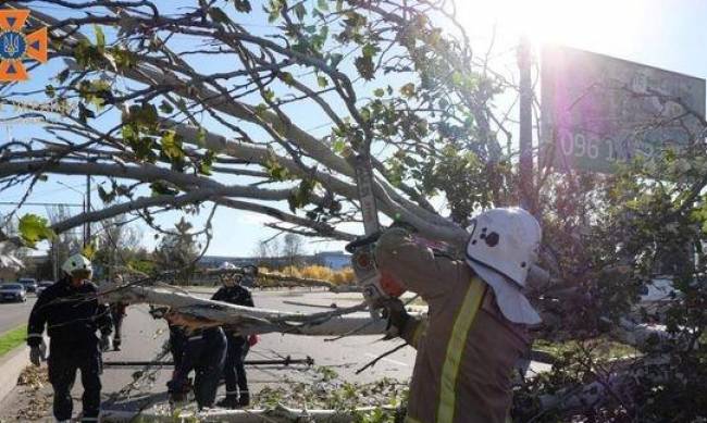 Дерева попадали: у Запоріжжі рятувальники ліквідовують наслідки негоди фото
