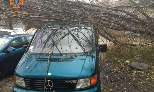 У Запоріжжі дерево впало на автомобіль  фото