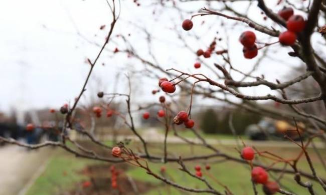 Алея як нагадування: родичі  полонених нацгвардійців висадили в Запоріжжі  30 дерев скандінавської горобини фото