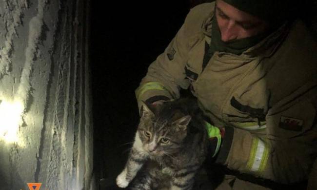 У Запорізькому районі в підвал будинку впало кошеня — знадобилася допомога рятувальників фото
