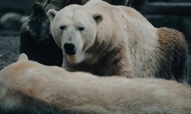 Перший випадок в історії. На Алясці білий ведмідь помер від пташиного грипу фото