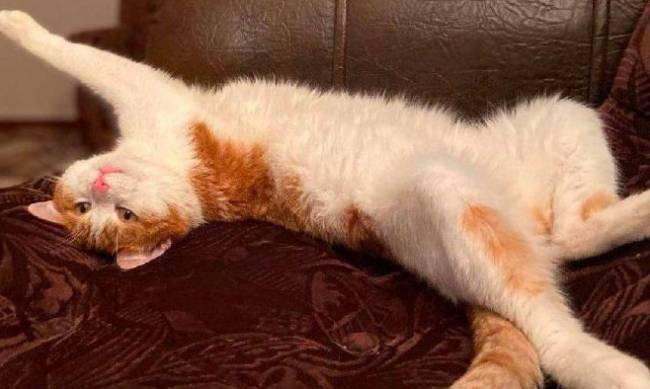 «Шел домой по путям в Питер»: кот, которого проводница выбросила на 30-градусный мороз, найден мертвым фото