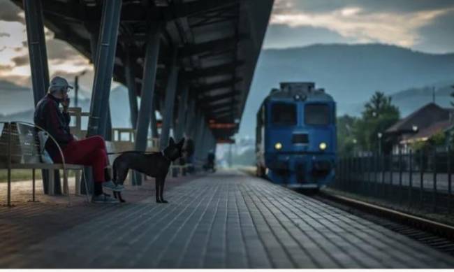 UAnimals разом з Укрзалізницею оновлять правила перевезення тварин у поїздах фото