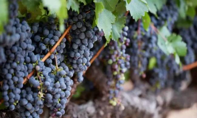 Зміцнює мозок і подовжує життя: вчені розповіли про переваги винограду фото