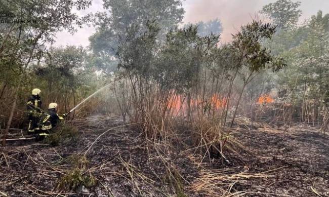 У Запоріжжі виникли пожежі в екосистемах - горіли дерева та очерет  фото