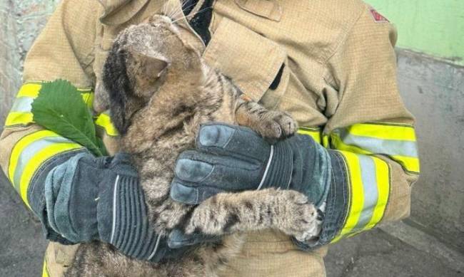 У Запоріжжі котик застряг на дереві — знадобилася допомога рятувальників  фото