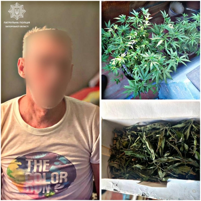 У Запоріжжі патрульна поліція виявила у місцевого жителя горщик з рослинами та коробку з речовинами, схожими на коноплі.  фото