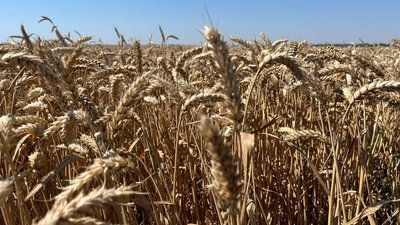 Врожайна кампанія у Запорізькій області: цього року аграрії зібрали майже 300 тисяч тонн зернових та зернобобових культур. фото